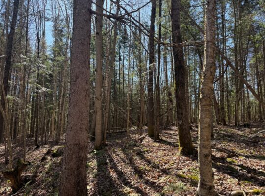 Kinnear’s Mills (Chaud-App) : Terre à bois 110ac