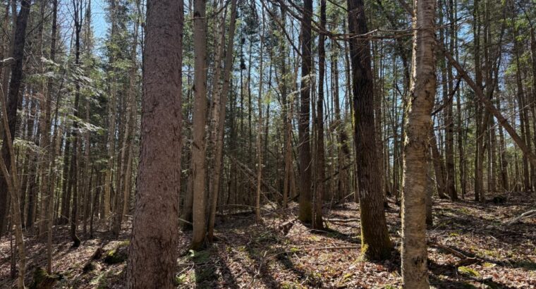 Kinnear’s Mills (Chaud-App) : Terre à bois 110ac