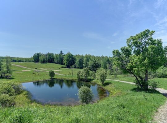 Bury (Estrie) : Ferme ovine et bovine de 123,25 ac