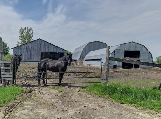 Bury (Estrie) : Ferme ovine et bovine de 123,25 ac