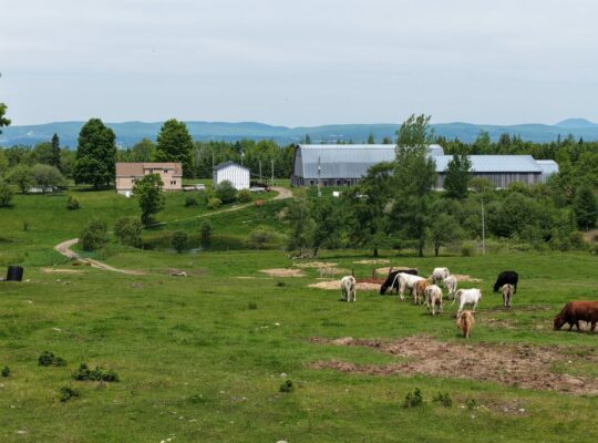 Bury (Estrie) : Ferme ovine et bovine de 123,25 ac