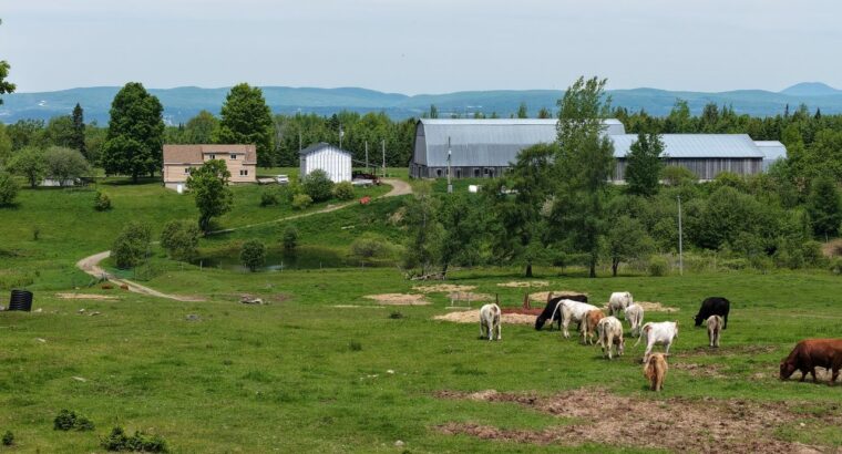 Bury (Estrie) : Ferme ovine et bovine de 123,25 ac