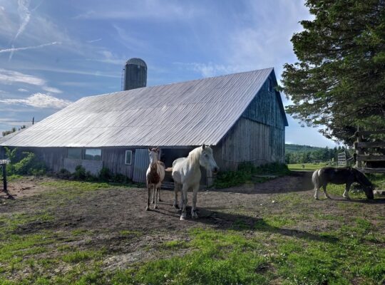 Valcourt (Estrie) :Fermette 98,41 acr avec maisson