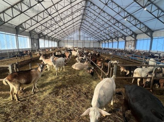 St-Camille : Ferme de chèvres laitières 158 acres