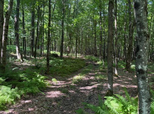 Chesterville (Ctre-du-Qc) : Fermette Érablière