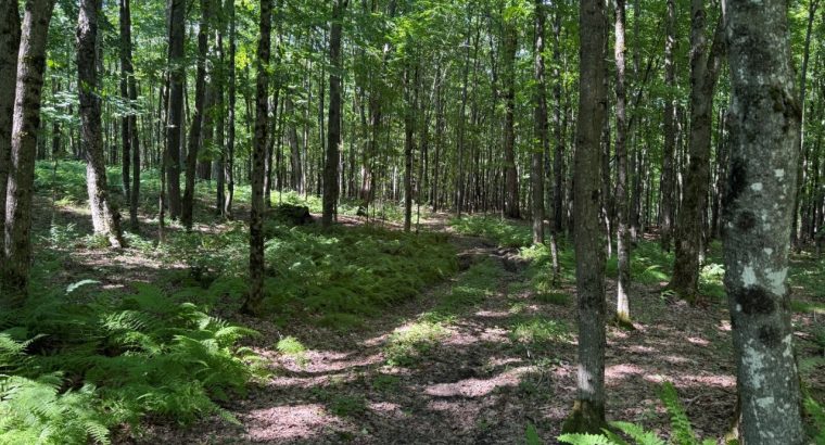 Chesterville (Ctre-du-Qc) : Fermette Érablière