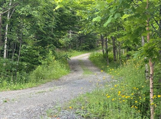 St-Sylvestre (Chaudière-Appalaches) : Érablière