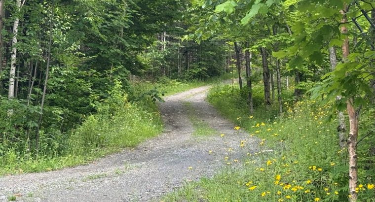 St-Sylvestre (Chaudière-Appalaches) : Érablière