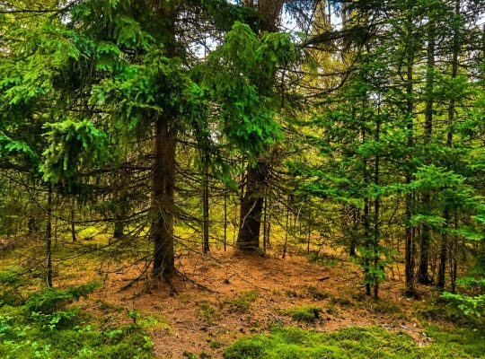 Val-des-Lacs Laurentide terre droit de constr.