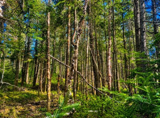 Val-des-Lacs Laurentide terre droit de constr.