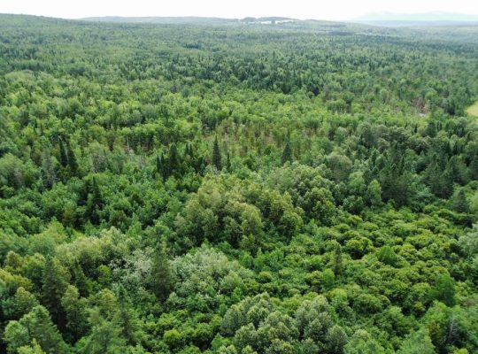 Nantes (Estrie) : Terre à bois 42 acres, forêt mix
