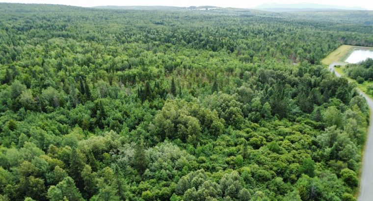 Nantes (Estrie) : Terre à bois 42 acres, forêt mix