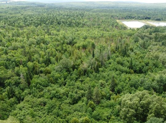 Nantes (Estrie) : Terre à bois 42 acres, forêt mix