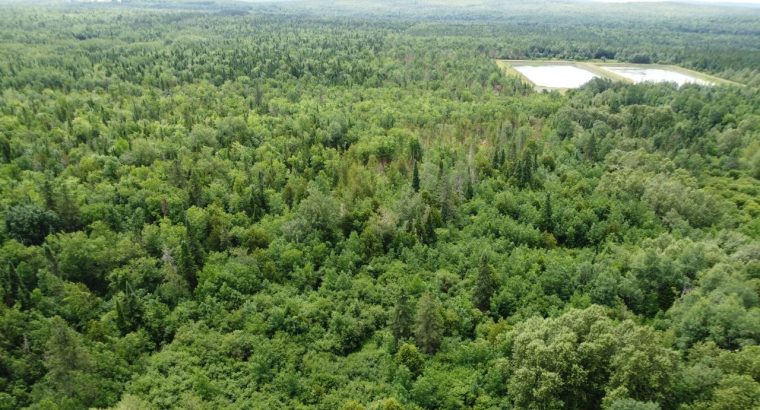 Nantes (Estrie) : Terre à bois 42 acres, forêt mix