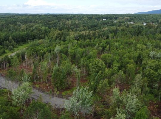 Nantes (Estrie) : Terre à bois 42 acres, forêt mix
