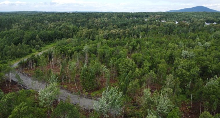 Nantes (Estrie) : Terre à bois 42 acres, forêt mix