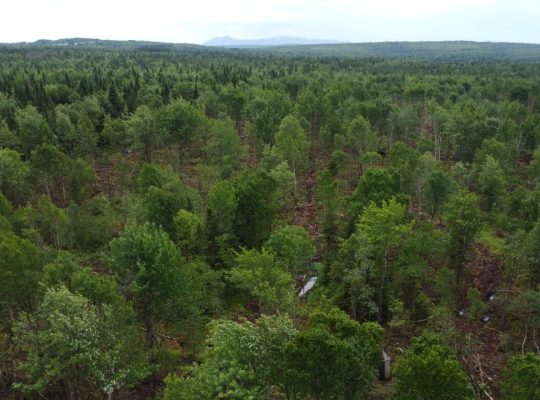 Nantes (Estrie) : Terre à bois 42 acres, forêt mix