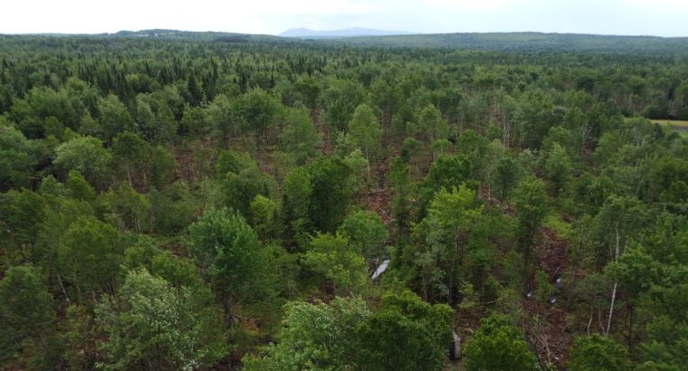 Nantes (Estrie) : Terre à bois 42 acres, forêt mix