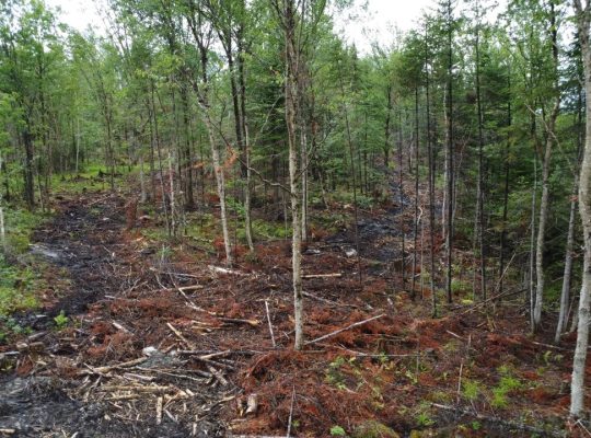 Nantes (Estrie) : Terre à bois 42 acres, forêt mix