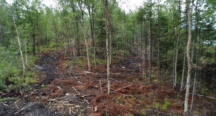 Nantes (Estrie) : Terre à bois 42 acres, forêt mix