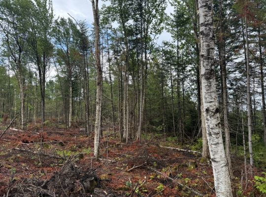 Nantes (Estrie) : Terre à bois 42 acres, forêt mix
