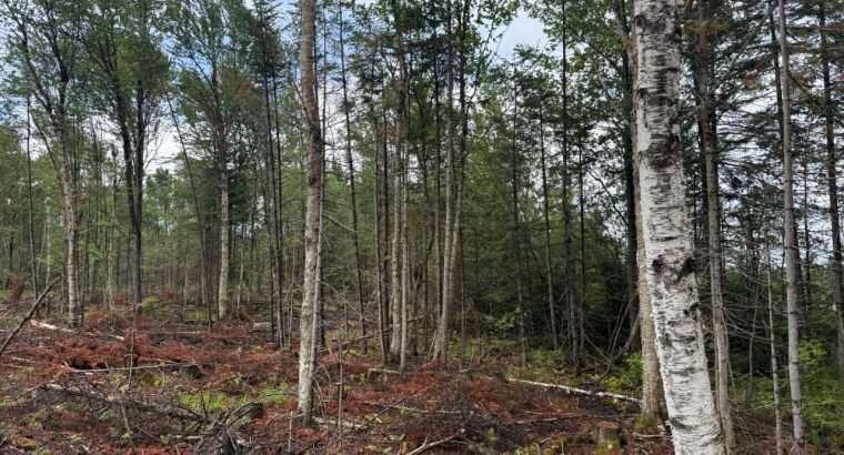 Nantes (Estrie) : Terre à bois 42 acres, forêt mix