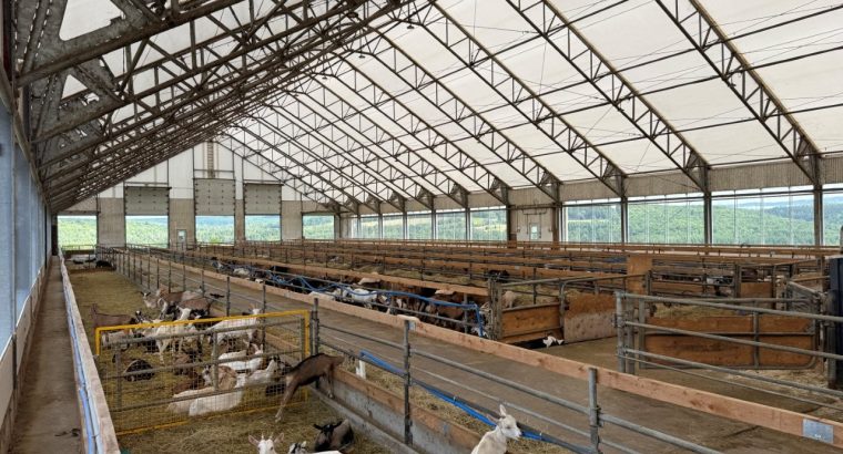St-Camille : Ferme de chèvres laitières 158 acres