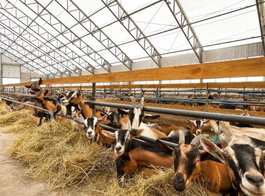 St-Camille : Ferme de chèvres laitières 158 acres