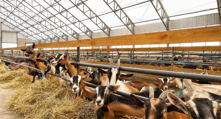 St-Camille : Ferme de chèvres laitières 158 acres