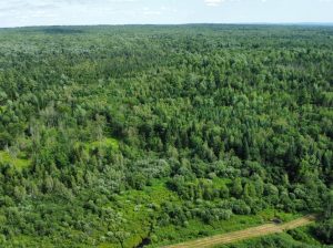 Canton de Westbury (Estrie) : Terre à bois 255 acr