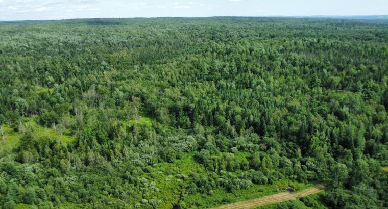 Canton de Westbury (Estrie) : Terre à bois 255 acr