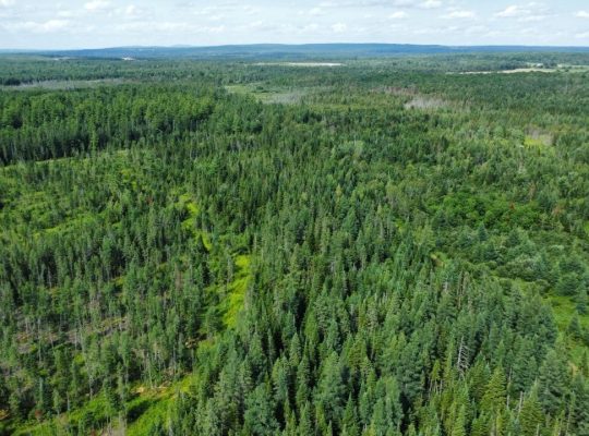 Canton de Westbury (Estrie) : Terre à bois 255 acr