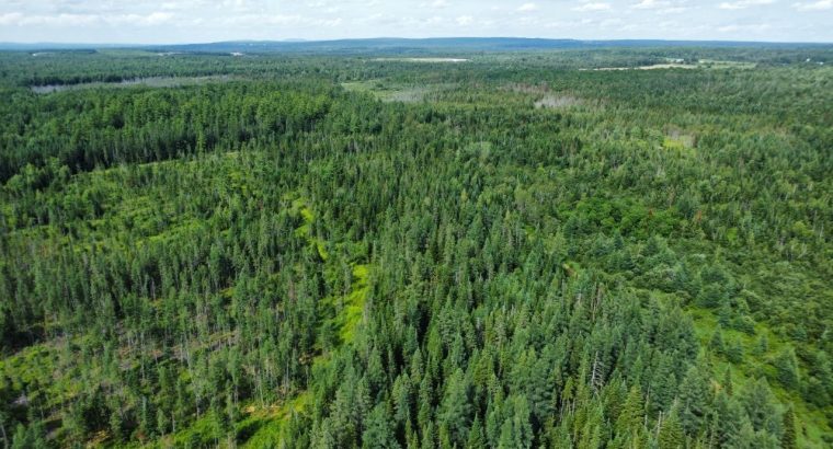 Canton de Westbury (Estrie) : Terre à bois 255 acr