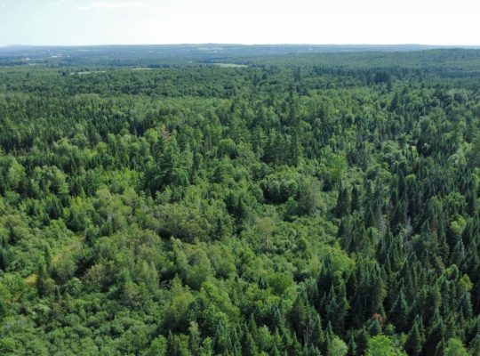 Canton de Westbury (Estrie) : Terre à bois 255 acr