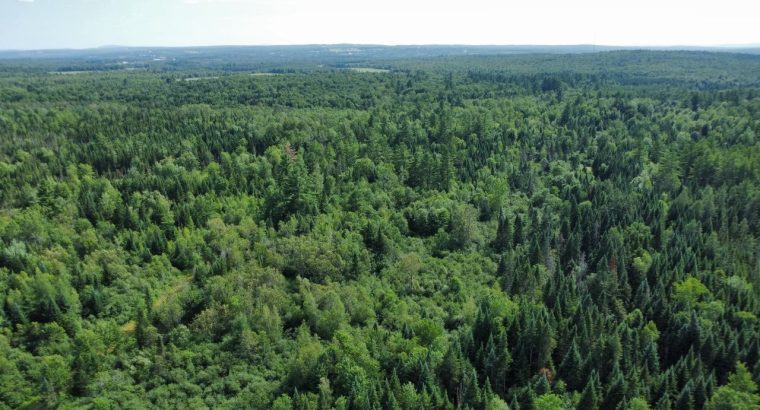 Canton de Westbury (Estrie) : Terre à bois 255 acr