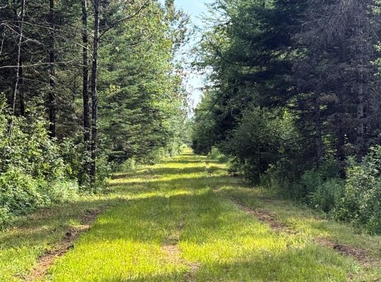 Canton de Westbury (Estrie) : Terre à bois 255 acr