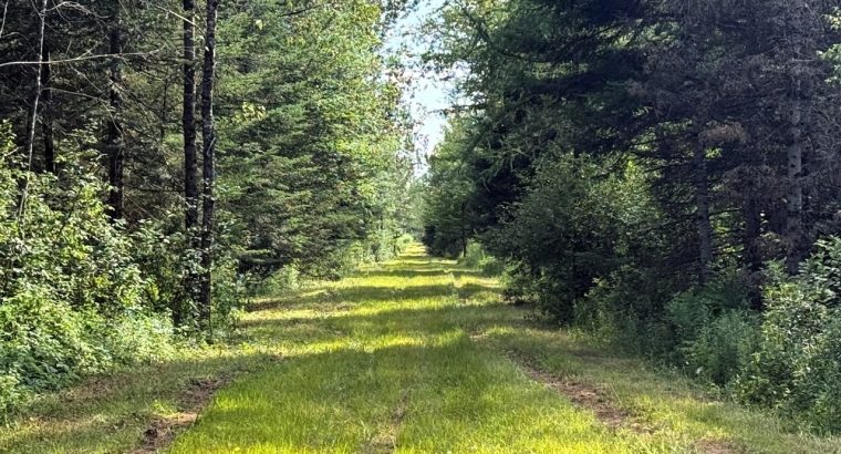 Canton de Westbury (Estrie) : Terre à bois 255 acr