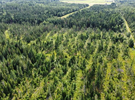 Canton de Westbury (Estrie) : Terre à bois 255 acr