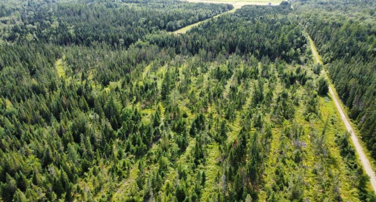 Canton de Westbury (Estrie) : Terre à bois 255 acr