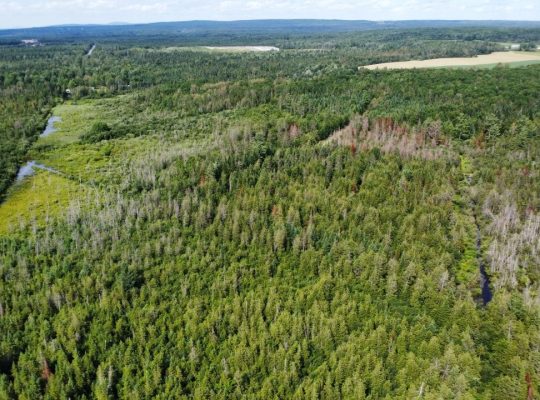 Canton de Westbury (Estrie) : Terre à bois 255 acr
