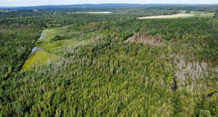Canton de Westbury (Estrie) : Terre à bois 255 acr