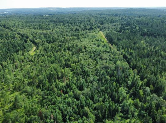 Canton de Westbury (Estrie) : Terre à bois 255 acr