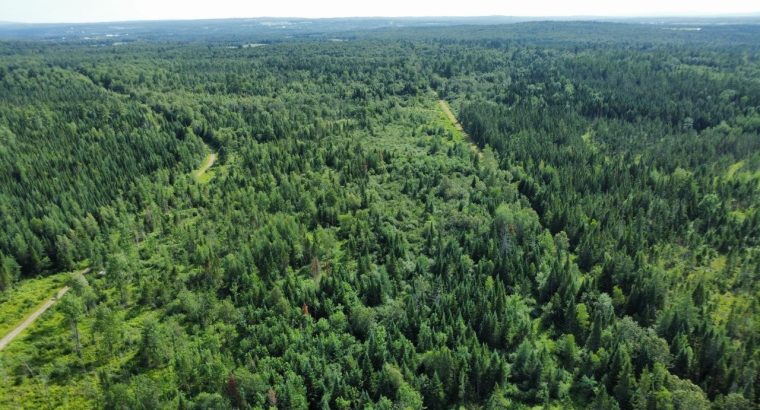 Canton de Westbury (Estrie) : Terre à bois 255 acr