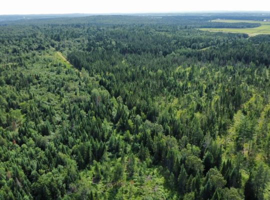 Canton de Westbury (Estrie) : Terre à bois 255 acr