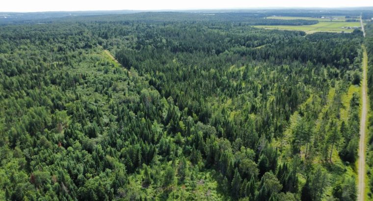 Canton de Westbury (Estrie) : Terre à bois 255 acr