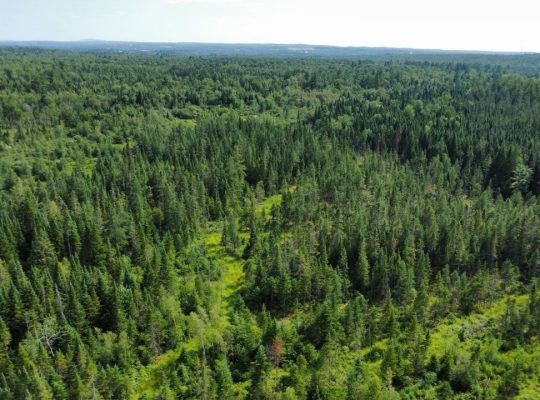 Canton de Westbury (Estrie) : Terre à bois 255 acr