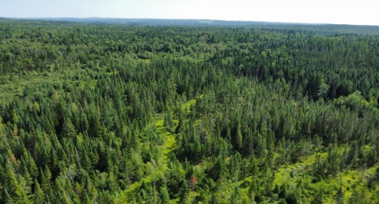 Canton de Westbury (Estrie) : Terre à bois 255 acr