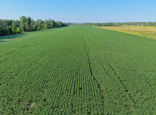 Brossard (Montérégie) : Terre agricole et à bois