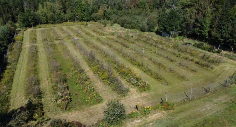 Inverness (Centre-du-Québec) : Terre de 34 acres