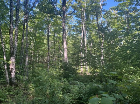 Chartierville (Estrie)Terre à bois de 69sc Z Blanc